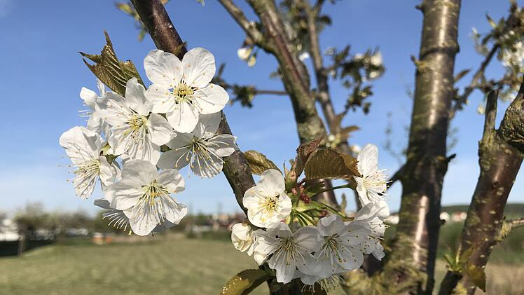Zarte Blüten auf der Bienenwiese.Anja Vorndran