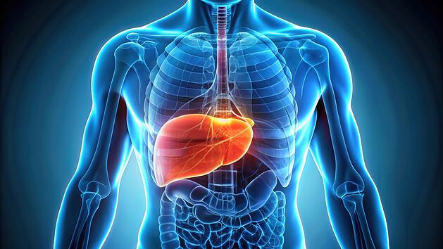 Leber, Fettleber, Lebergesundheit