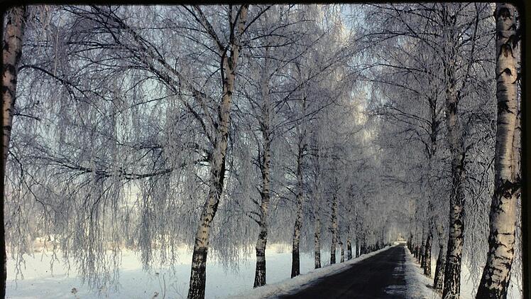 So sah es früher aus: Die Theodor-Heuss-Allee war einst schmales Sträßchen unter Birken. Foto: Stadtarchiv