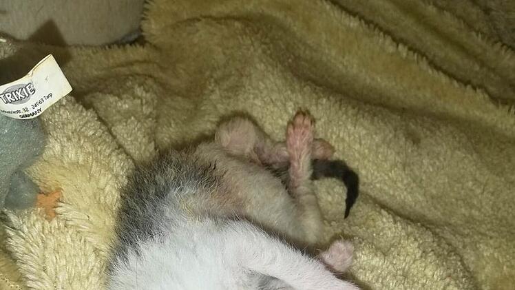 Katzenhilfe Würzburg schildert dramatischen Gartenfund - "zerreißt einem das Herz"