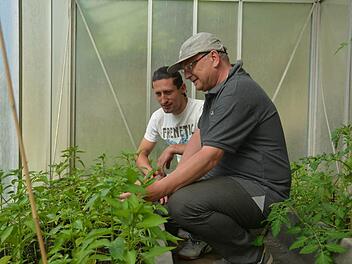 Dieter Walther (rechts) und Nenad Pavlovic bauen mit Begeisterung Chilis an. Foto: Dagmar Besand