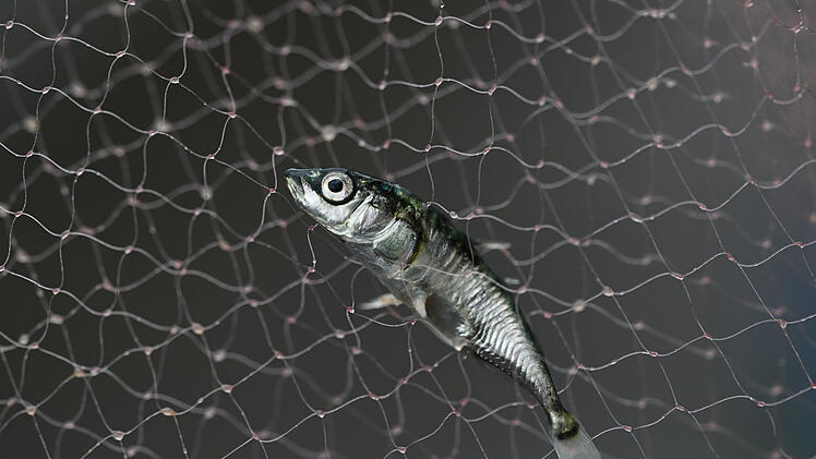 Fisch-Bestandsaufnahme im Bodensee