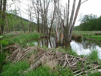 Ein Biberdamm im Sinntal. Auch im Tierpark Klaushof sollen Biber angesiedelt werden. Fotos: Peter Rauch