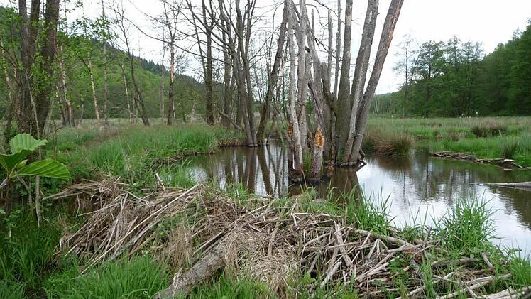 Ein Biberdamm im Sinntal. Auch im Tierpark Klaushof sollen Biber angesiedelt werden. Fotos: Peter Rauch