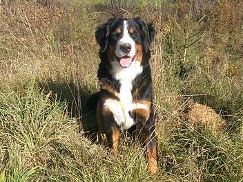 Der Berner Sennenhund "Akira" verendete vor  zwei Tagen vermutlich an Rattengift. Foto: privat