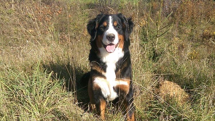Der Berner Sennenhund "Akira" verendete vor  zwei Tagen vermutlich an Rattengift. Foto: privat