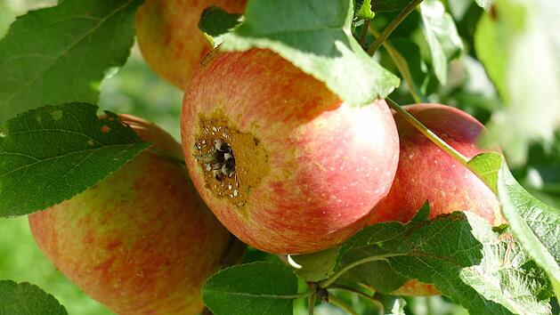 Ein fauler Apfel am Baum. Foto: Dagmar Besand