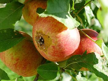 Ein fauler Apfel am Baum. Foto: Dagmar Besand