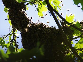In fünf Metern Höhe ließ sich der Schwarm an einem Ast nieder. Foto: Marco Meißner