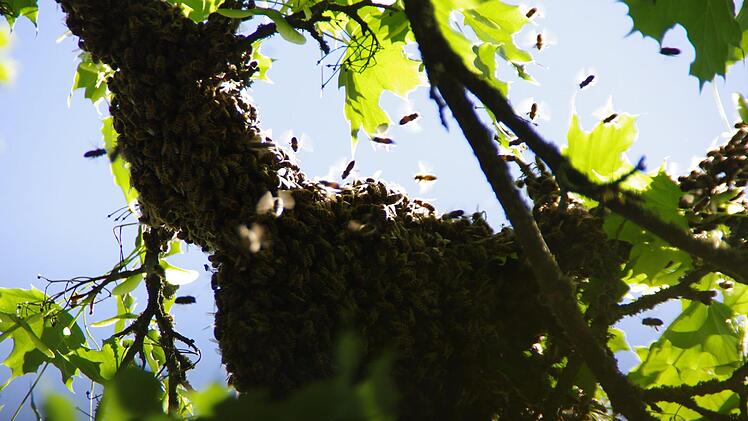 In fünf Metern Höhe ließ sich der Schwarm an einem Ast nieder. Foto: Marco Meißner