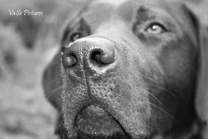 Foto:  VaSePictures