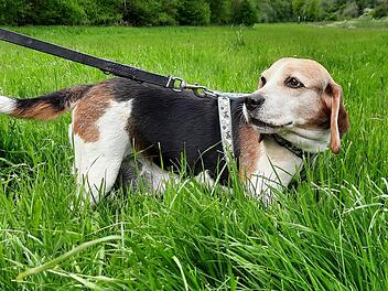 Tierheim Kitzingen: Neue Besitzer für Beaglehündin "Mila" gesucht