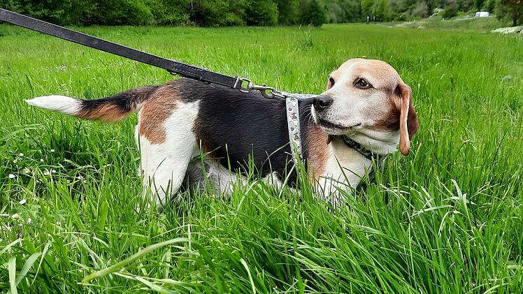 Tierheim Kitzingen: Neue Besitzer für Beaglehündin "Mila" gesucht