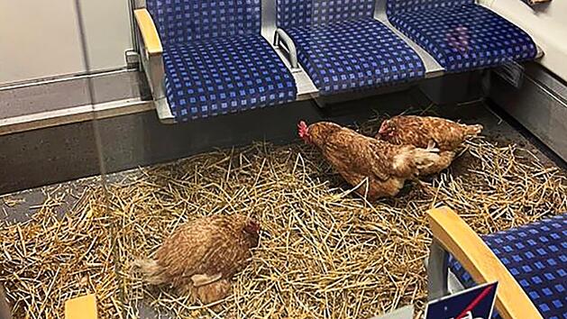 Hühner in Kölner S-Bahn zurückgelassen