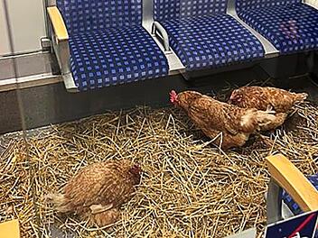Hühner in Kölner S-Bahn zurückgelassen