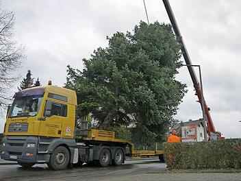 Über zweieinhalb Tonnen schwer ist die große Edeltanne, die gestern in der Ketschenbacher Straße gefällt und als Christbaum für den Marktplatz wieder aufgestellt wurde. Foto: Berthold Köhler