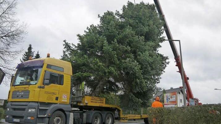 Über zweieinhalb Tonnen schwer ist die große Edeltanne, die gestern in der Ketschenbacher Straße gefällt und als Christbaum für den Marktplatz wieder aufgestellt wurde. Foto: Berthold Köhler