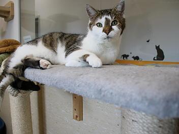 Der achtjährige Kater "Fire" genießt die Ruhe im Haßberger Tierheim, vermisst aber auch die Streicheleinheiten von Besuchern. Demnächst sucht er ein neues Zuhause.   Jutta Rudel