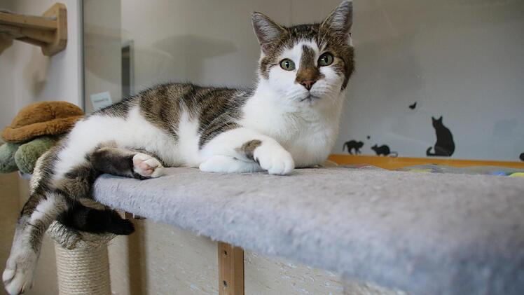Der achtjährige Kater "Fire" genießt die Ruhe im Haßberger Tierheim, vermisst aber auch die Streicheleinheiten von Besuchern. Demnächst sucht er ein neues Zuhause.   Jutta Rudel