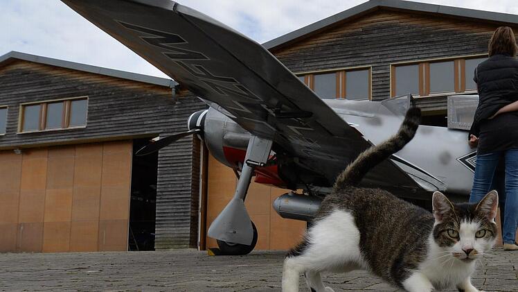 Während Peter Hanusa und Ricarda Kohlmann (rechts) Geschichten zu der Focke Wulf 190 erzählen, posieren diese und die Flugplatzkatze eindrucksvoll um die Wette.