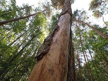 Immer mehr Bäume fallen Hitze und Dürre oder Schädlingen zum Opfer.  Foto: Josef Hofbauer