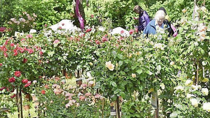 Es grünt und blüht an allen Ecken und Enden bei der Garten- und Rosenmesse in Königsberg.  Fotos: Gerold Snater