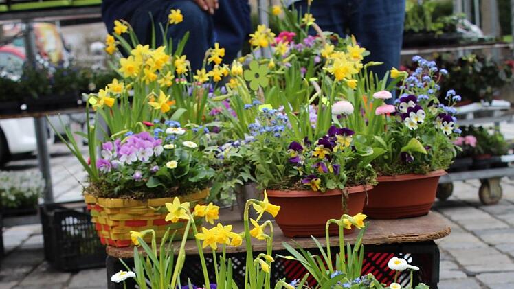 Zu Ostern präsentiert sich der Neustadter Marktplatz frühlingshaft. Foto: Manja von Nida