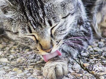 Katzenhaarallergie: Eine Lösung rückt näher.