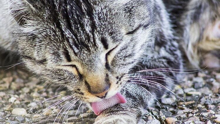 Katzenhaarallergie: Eine Lösung rückt näher.