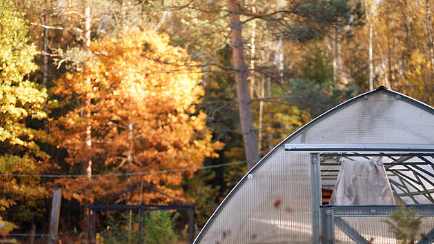 Gew&auml;chshaus, Gartenhaus, Herbst, Garten, Gartenh&uuml;tte