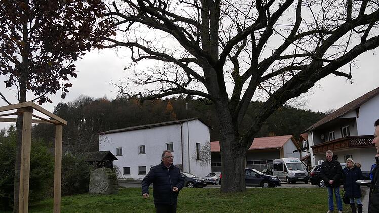 Im November 2019 trug die alte Friedenseiche noch alle ihre  Äste, als Bürgermeister Martin Stingl die junge Nachfolgerin mit  einpflanzte.   Foto: Manja von Nida