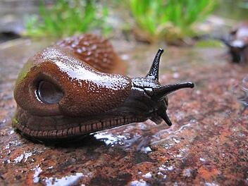 Symbolbild Schnecke Foto: Karl-Josef Hildenbrand/dpa