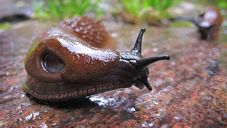 Symbolbild Schnecke Foto: Karl-Josef Hildenbrand/dpa