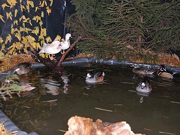 Der Verein hatte sogar einen Schauteich mit Enten aufgebaut. Foto Uschi Prawitz