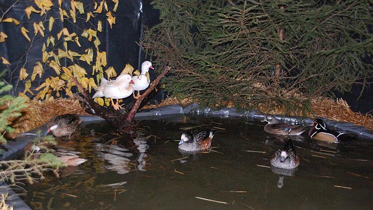 Der Verein hatte sogar einen Schauteich mit Enten aufgebaut. Foto Uschi Prawitz