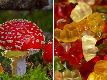 Gummib&auml;rchen mit Fliegenpilzgift - Verkaufsautomat bef&ouml;rdert Mann ins Krankenhaus