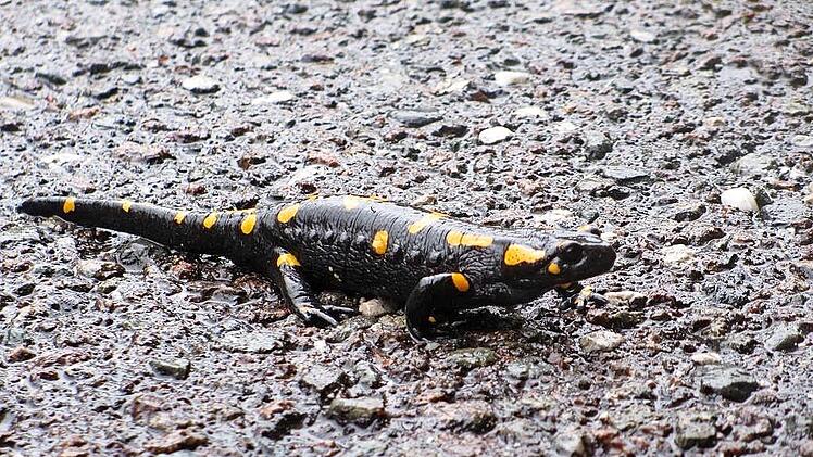 Jetzt ist noch Wanderungszeit der Feuersalamander. Autofahrer werden gebeten, besonders aufmerksam und mit langsamer Geschwindigkeit zu fahren.