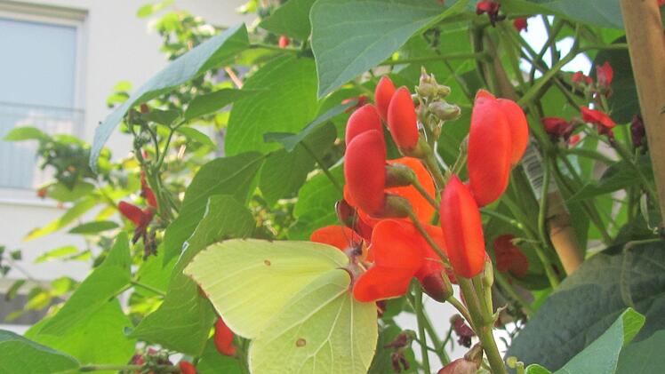 Die leuchtenden Blüten der Feuerbohne sind ein echter Hingucker auf dem Balkon. Foto: Sigrun Hannemann
