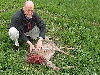 Jäger Hans-Dieter Ernst ist schockiert: Innerhalb von vier Wochen ist schon das dritte Reh in seinem Jagdrevier "Links des Weißen Maines" von einem Hund zu Tode gehetzt worden. Foto: Sonja Adam