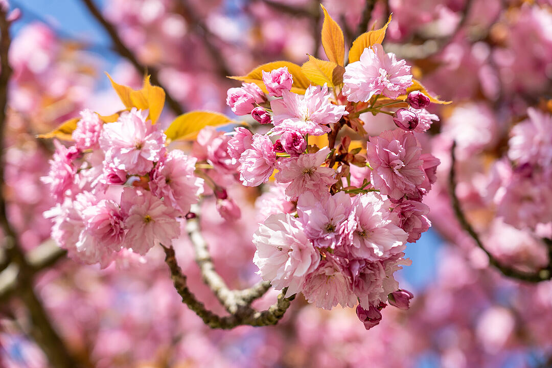 Wundersch&ouml;ne Naturfotos aus Bamberg.