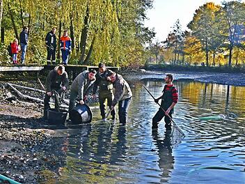 Am Samstagvormittag hat der Anglerverein Rodachtal den Teich im Kurpark abgelassen. Daniel Müller, Marco Berndorfer, Maximilian Gutgesell, Felix Weispfennig und Martin Klinger (von links) packten mit an. Die Fische sollen zur Schneckenbekämpfung im Waldbad als Zwischenwirte für Entenflöhe eingesetzt werden. Foto: Gabi Arnold