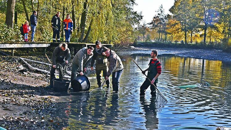 Am Samstagvormittag hat der Anglerverein Rodachtal den Teich im Kurpark abgelassen. Daniel Müller, Marco Berndorfer, Maximilian Gutgesell, Felix Weispfennig und Martin Klinger (von links) packten mit an. Die Fische sollen zur Schneckenbekämpfung im Waldbad als Zwischenwirte für Entenflöhe eingesetzt werden. Foto: Gabi Arnold