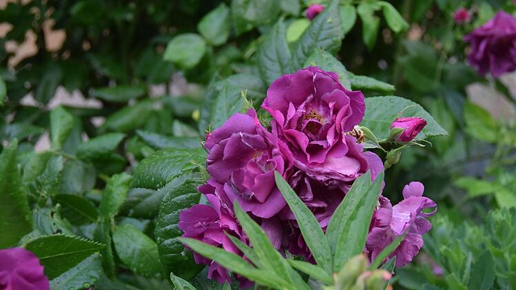 Beetrose Rhapsody in Blue
