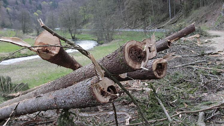 Viele der Fichten sind kernfaul.