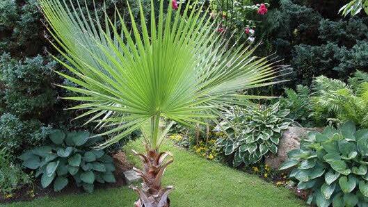 Einen reinen Ziergarten hat sich Willi Ismaier in Hausen geschaffen. Foto: Mathias Erlwein