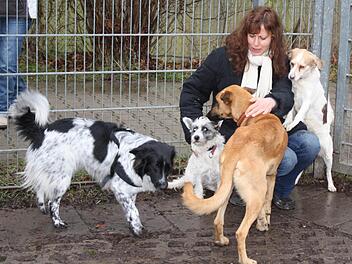 Ulrike Vogel spielt auch mal mit vier Hunden gleichzeitig. Fotos: Sonja Werner