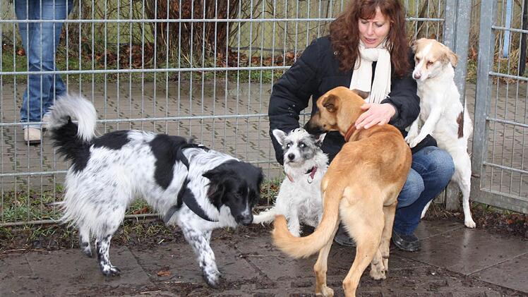 Ulrike Vogel spielt auch mal mit vier Hunden gleichzeitig. Fotos: Sonja Werner