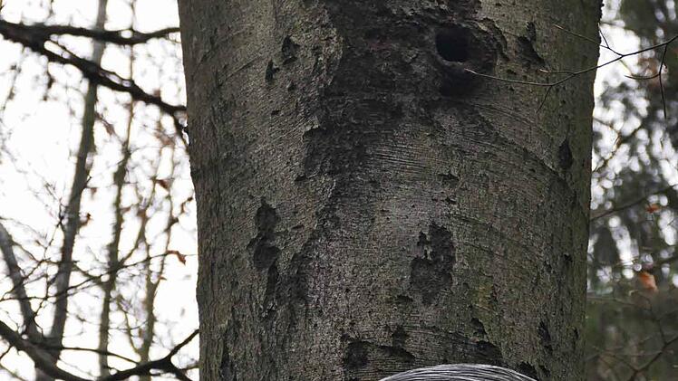 Diese Buche, obwohl teilweise mit Folie eingewickelt, soll nun doch nicht gefällt werden.  Foto: privat