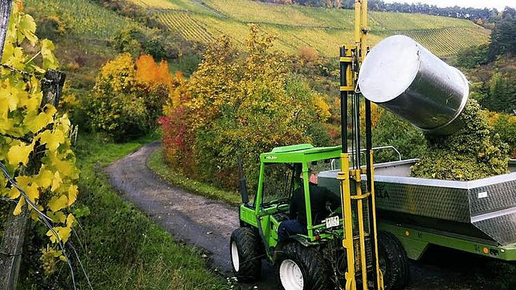 Am Gommersberg kippt ein Traktor Müller-Thurgau-Trauben auf einen Anhänger. Foto: privat
