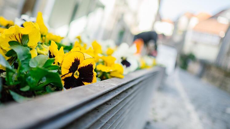 Die Garten-Stiefmütterchen sind nur eine Zwischenlösung, ehe in einigen Monaten die Sommerbepflanzung folgt. Foto: Marian Hamacher